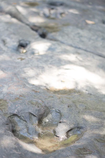 Détail réel des traces de dinosaures dans le thailand (dinosaure, empreintes de pas, empreinte de pas ) — Photo