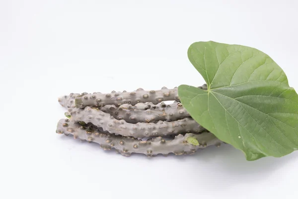 kalp yaprak moonseed ot için sağlıklı