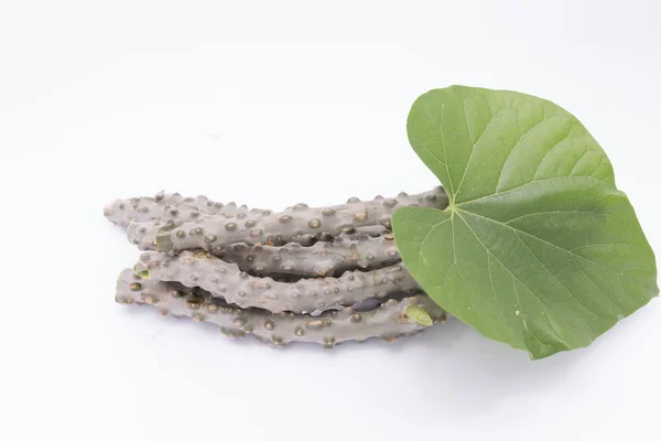 Hierba de semilla de luna de hoja de corazón para la salud — Foto de Stock