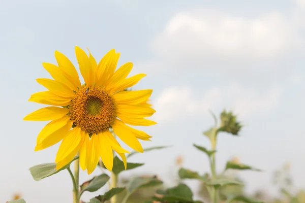 Colmeia de abelhas polinizam girassol. A abelha produz mel em uma flor. S — Fotografia de Stock