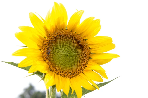 Colmeia de abelhas polinizam girassol. A abelha produz mel em uma flor. S — Fotografia de Stock