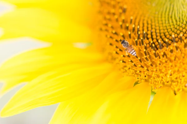 Colmeia de abelhas polinizam girassol. A abelha produz mel em uma flor. S — Fotografia de Stock