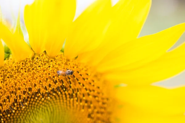 Colmeia de abelhas polinizam girassol. A abelha produz mel em uma flor. S — Fotografia de Stock