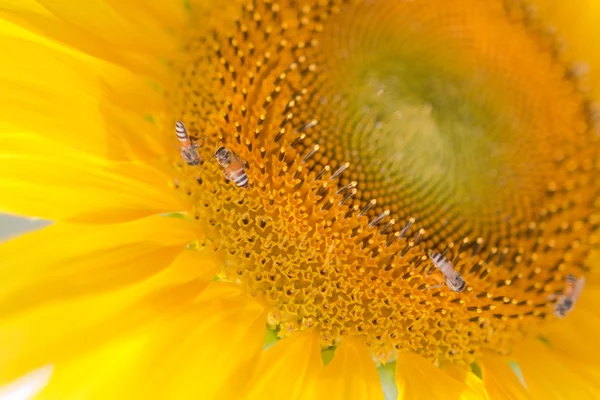 Colmeia de abelhas polinizam girassol. A abelha produz mel em uma flor. S — Fotografia de Stock