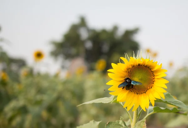 Arı kovanı ayçiçeği tozlaşmak. Arı bal bir çiçek üretir. S