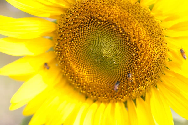 Colmeia de abelhas polinizam girassol. A abelha produz mel em uma flor. S — Fotografia de Stock