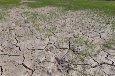 pirinç ve kuru toprak çimen