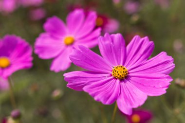 Arı polen pembe çiçekler çok yıllık Aster toplar.