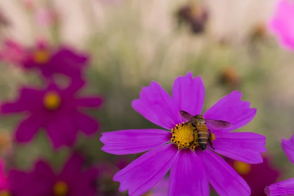 Bee pollen összegyűjti a rózsaszín virágok, évelő őszirózsák — Stock Fotó