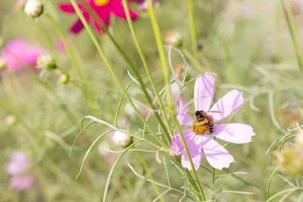 Bee pollen összegyűjti a rózsaszín virágok, évelő őszirózsák — Stock Fotó