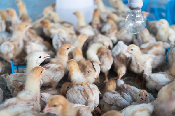 grupta kalabalık Chicks grubu