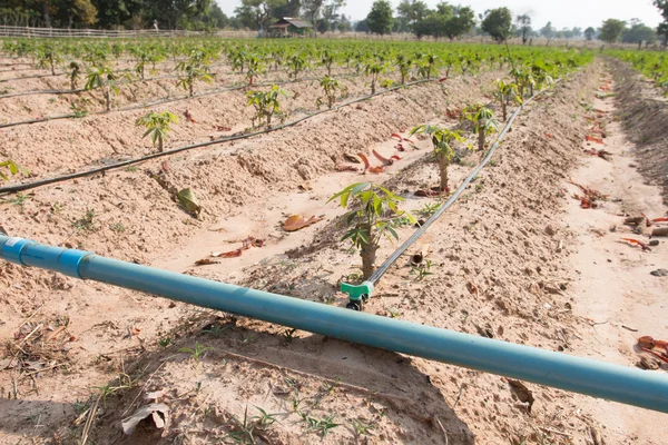 Cassave, maniok. tapioca veld groeien met druppelirrigatiesysteem op het platteland — Stockfoto