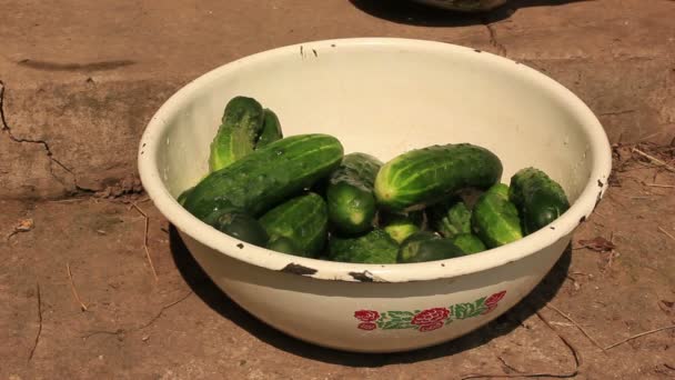 Pickled cucumbers.Three liter jar with pickled cucumbers HD — Stock Video