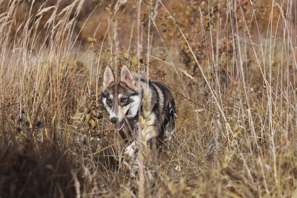 Sibirya laika maliyeti ağaçları arasında