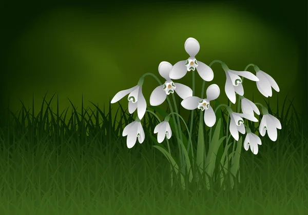 Snowdrop in gras — Stockvector