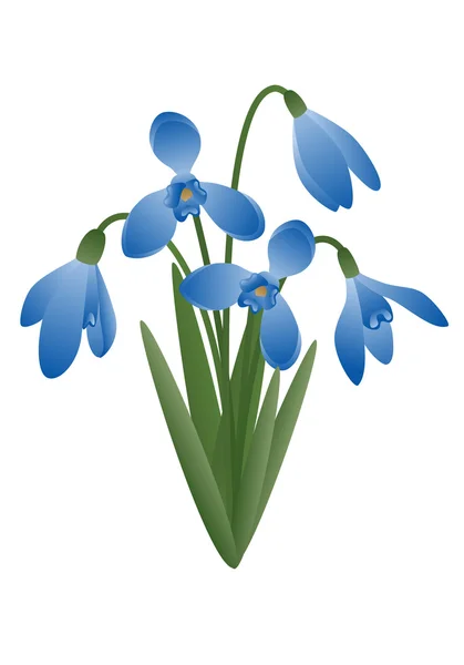 Bahar çiçek - kardelen