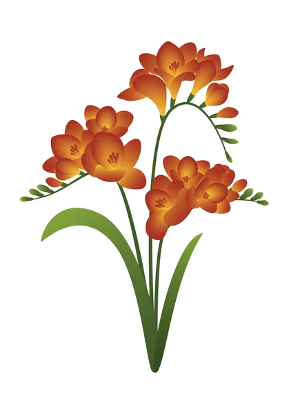 Bahar çiçek - Frezya