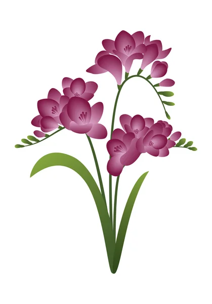 Bahar çiçek - Frezya