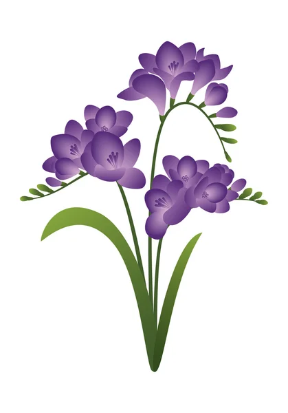 Bahar çiçek - Frezya