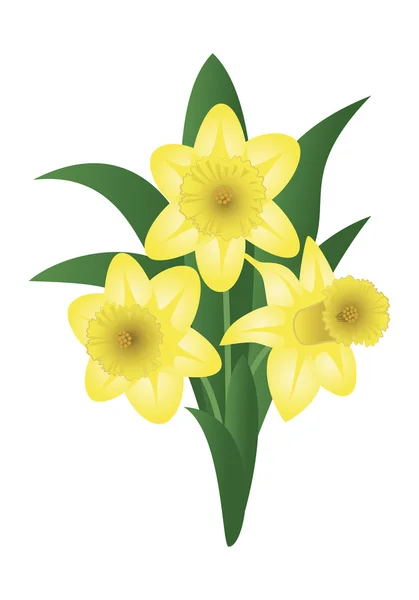 Spring flower - narcissus — Stock Vector