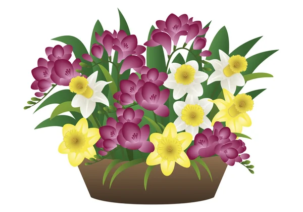 Bahar çiçek - nergis ve Frezya