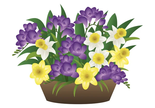 Frühlingsblume - Narzisse und Freesie — Stockvektor