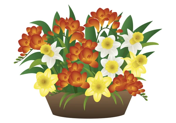 Bahar çiçek - nergis ve Frezya