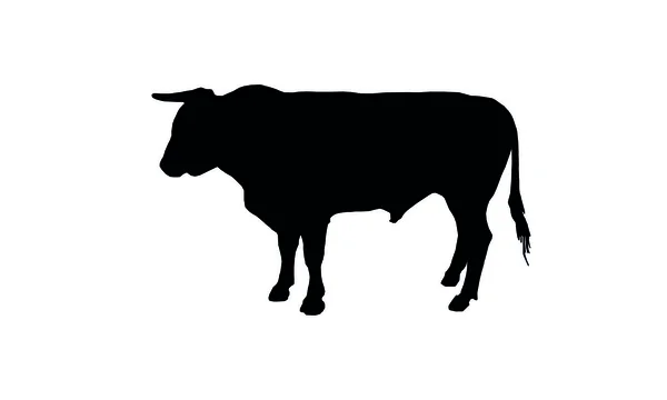 Profile of a bull. Ruminant mammal that is intended to goad — Stock Vector