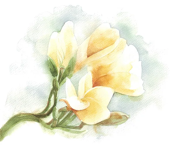 Fleur tropicale aquarelle illustration — Photo