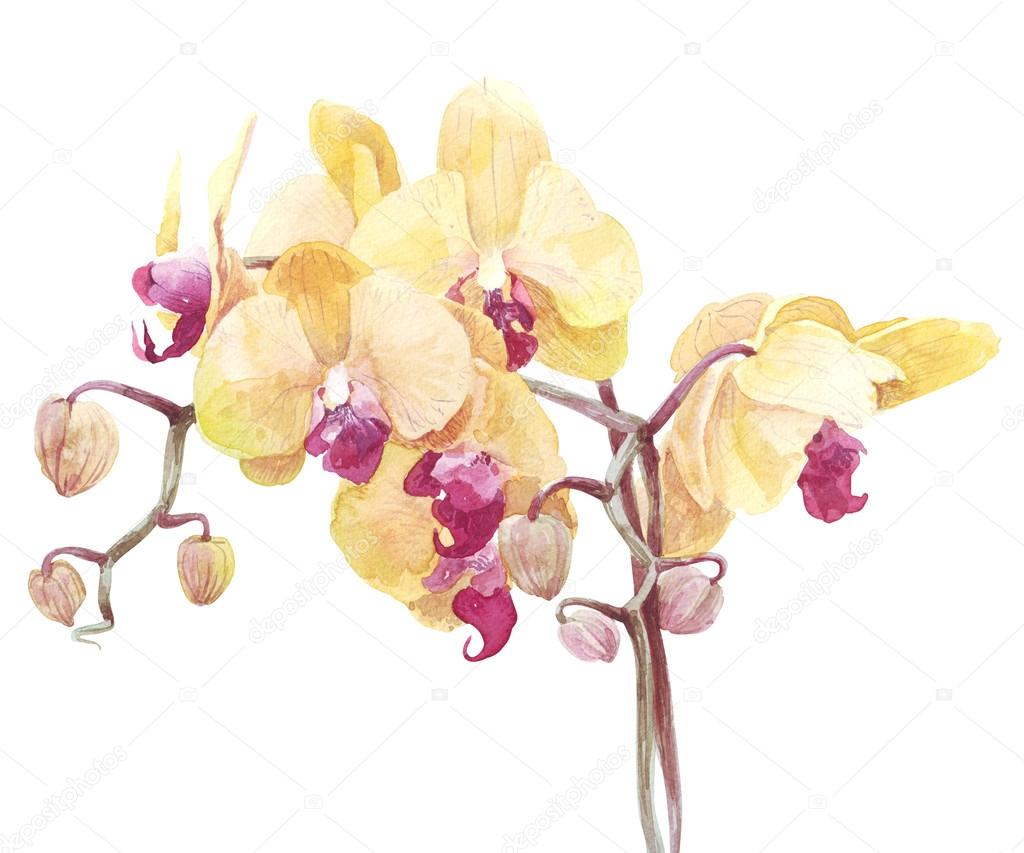 stampa a colori tenui dell acquerello del fiore dell orchidea Fiori dell acquerello orchidea rosa gialla — Foto di soolimaail