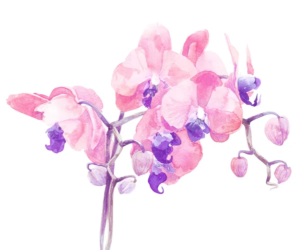 Impressão de flor de orquídea em cores suaves, aquarela — Fotografia de Stock