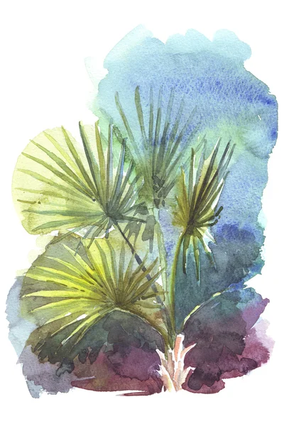 Palm tropical watercolor illustration — Stock Photo, Image