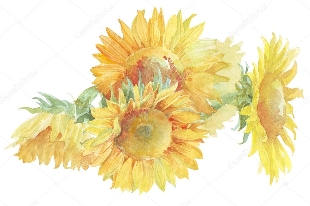 Flower sunflower watercolor