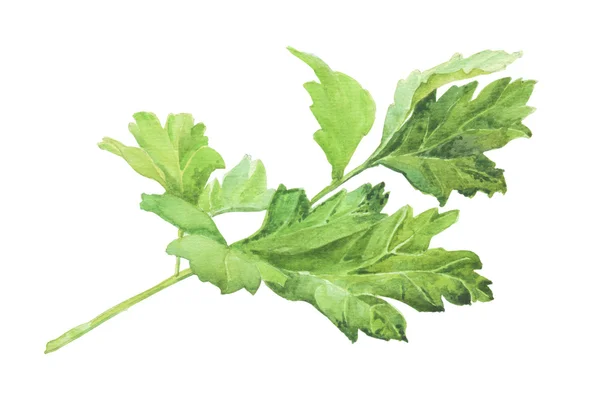 Parsley. Watercolor herbs — Stock Photo, Image