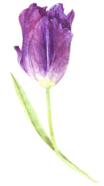 suluboya ayrı ayrı çiçekler