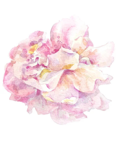 Peony watercolor image. — Stock Photo, Image