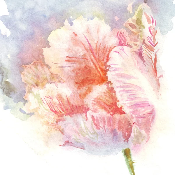 Цветы акварели тюльпаны отдельно — стоковое фото
