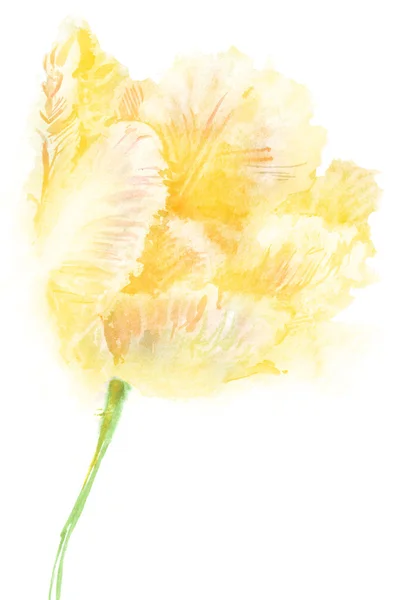 Aquarel bloemen tulpen afzonderlijk — Stockfoto