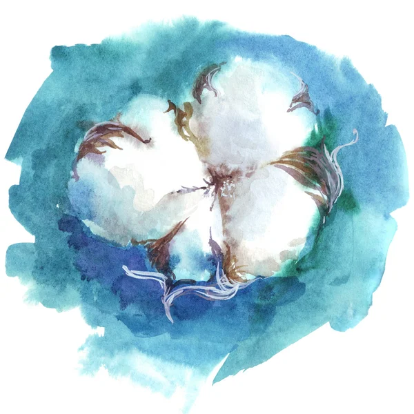 Aquarelle fleur de coton dessinée à la main — Photo