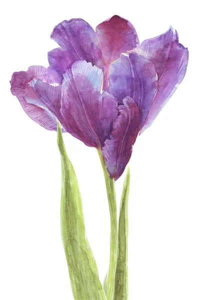 Watercolor flowers tulips separately — Stock Photo, Image