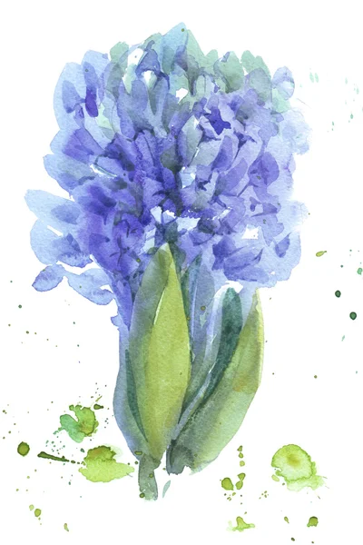 Watercolor hyacinth ilustração sobre fundo branco — Fotografia de Stock