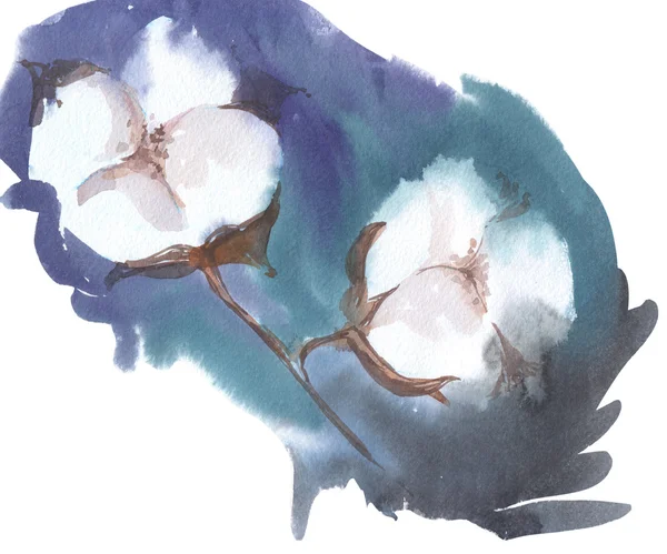 Fleurs de coton aquarelle illustration — Photo