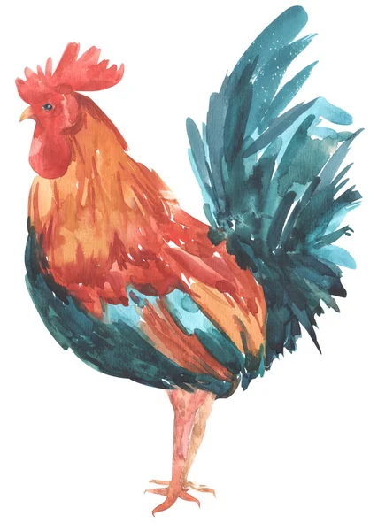 Aquarel boerderij vogel haan Hand geschilderd illustratie geïsoleerd — Stockfoto