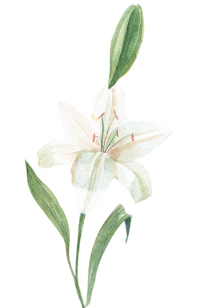 260 _ White lily watercolor illustration — стоковое фото