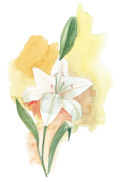 260_White lily suluboya resim