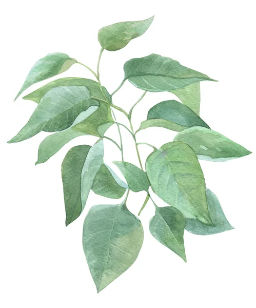 라일락 수채화 그림의 잎 장식 — 스톡 사진