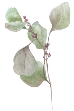 Sulu Boya resimde okaliptüs 