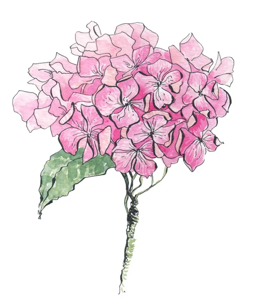 Hydrangea aquarela ilustração — Fotografia de Stock