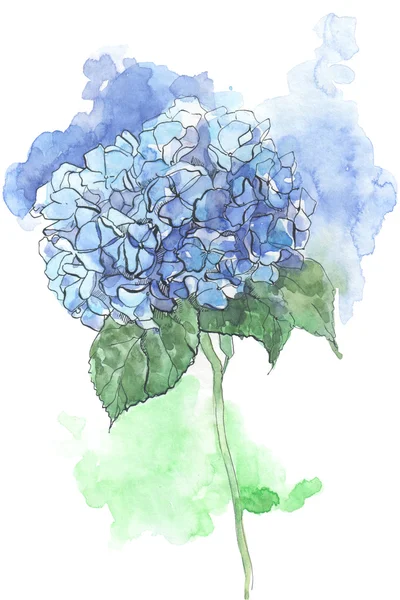 Hydrangea aquarela ilustração — Fotografia de Stock