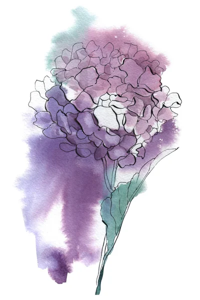 Hydrangea aquarela ilustração — Fotografia de Stock